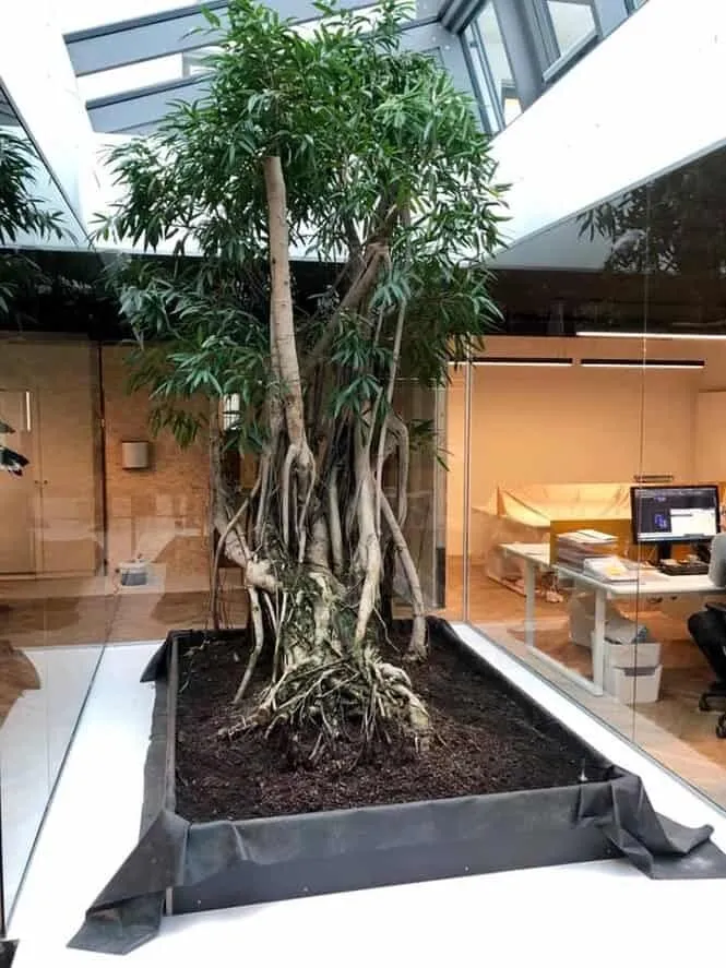 Cloison vitrée autour d'un arbre d'atrium — cloison en verre sur mesure au Luxembourg — Vitralux Bradtke