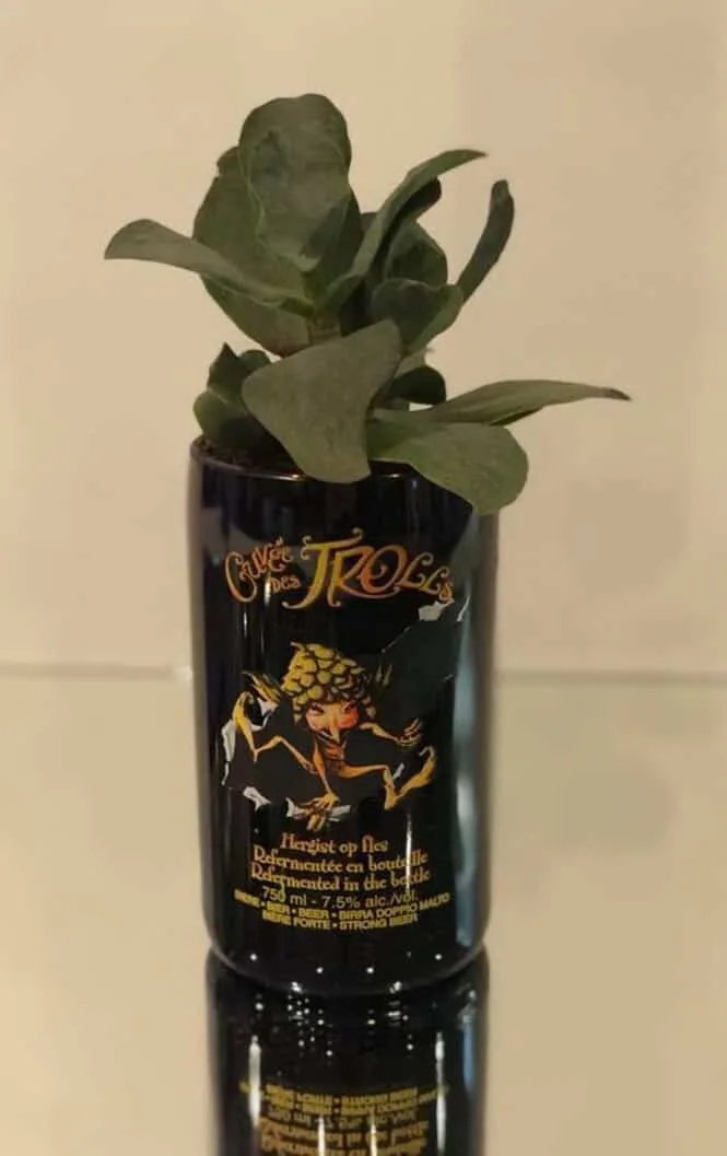 Bouteille de bière upcyclée en cache-pot fleuri — découpe de bouteille en verre Luxembourg — Vitralux Bradtke