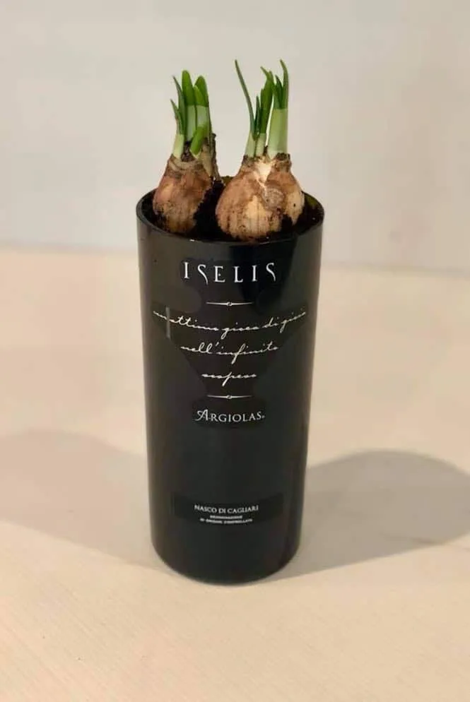 Bouteille de vin découpée en pot pour plantes à bulbe — découpe de bouteille en verre Luxembourg — Vitralux Bradtke