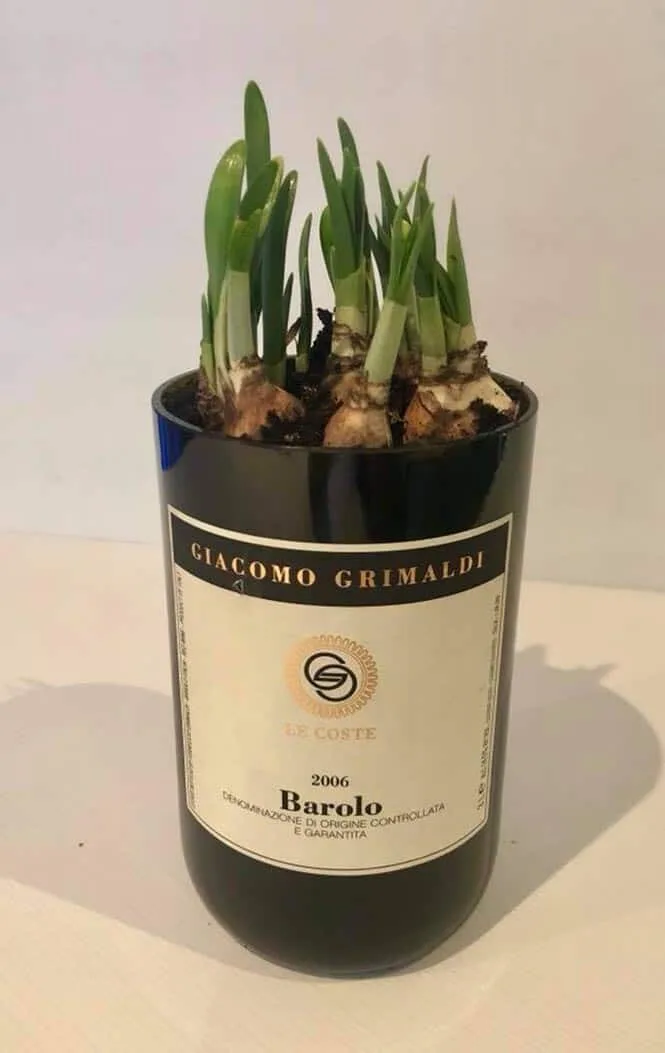 Bouteille de Barolo transformée en jardinière — découpe de bouteille en verre Luxembourg — Vitralux Bradtke