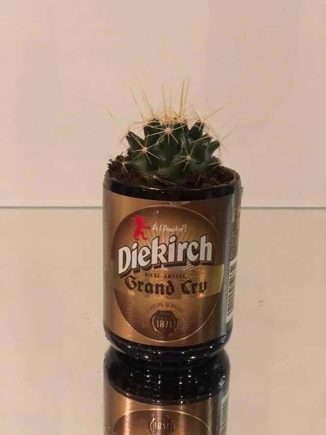 Bouteille de bière Diekirch en cache-pot cactus — découpe de bouteille en verre Luxembourg — Vitralux Bradtke