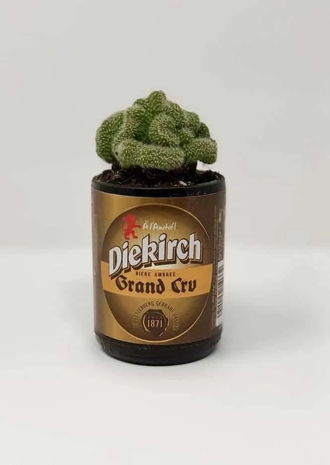 Bouteille Diekirch découpée en cache-pot — découpe de bouteille en verre Luxembourg — Vitralux Bradtke