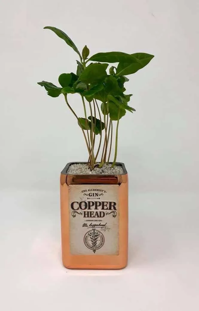 Bouteille de gin Copperhead en jardinière — découpe de bouteille en verre Luxembourg — Vitralux Bradtke