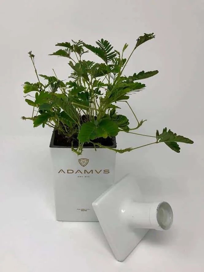 Bouteille carrée découpée en cache-pot avec plante — découpe de bouteille en verre Luxembourg — Vitralux Bradtke
