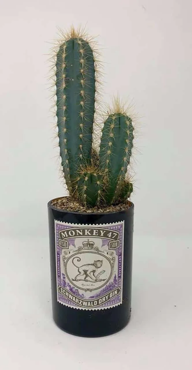 Bouteille Monkey 47 transformée en cache-pot cactus — découpe de bouteille en verre Luxembourg — Vitralux Bradtke