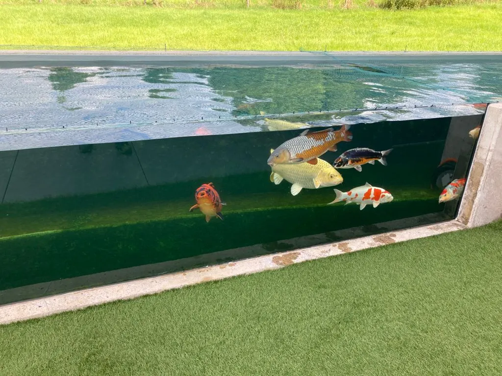 Bassin à carpes koï avec paroi vitrée immergée laissant voir les poissons — vitrage bassin piscine Luxembourg — Vitralux Bradtke