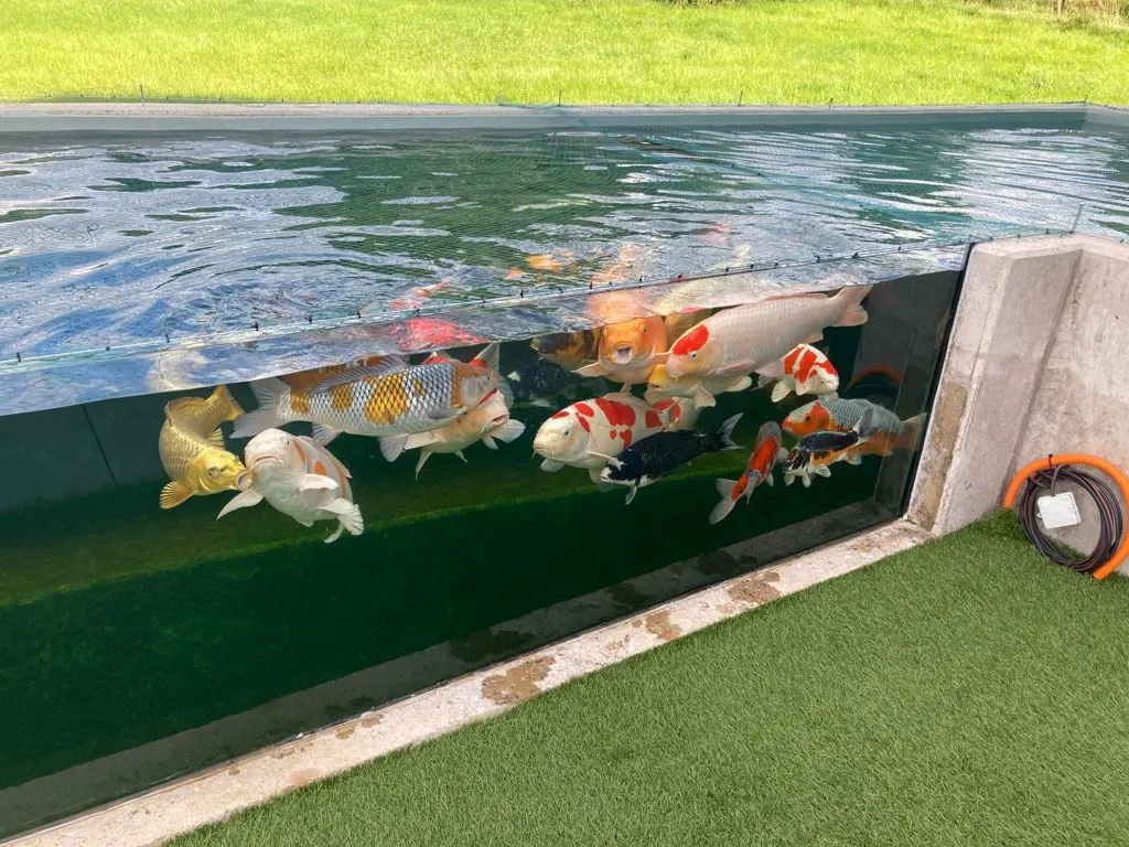 Bassin de jardin koï avec paroi vitrée laissant voir les carpes — verre bassin koï Luxembourg — Vitralux Bradtke
